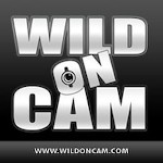 Wild On Cam avatar